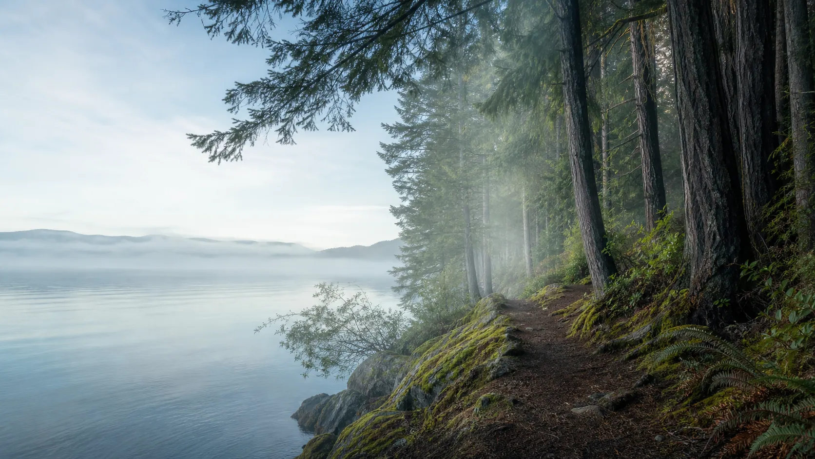 A quiet forest path along a misty inlet
